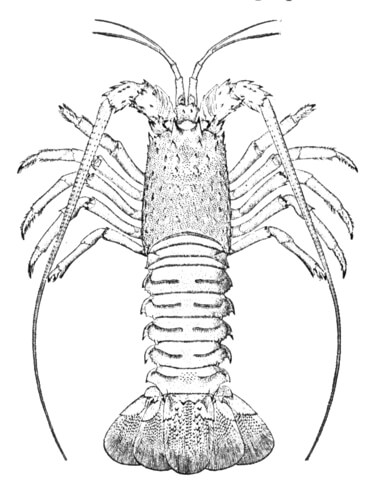 Rock Lobster Coloring Page